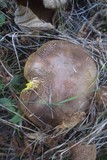 Boletus subtomentosus image