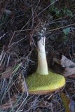 Boletus subtomentosus image