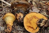 Suillus salmonicolor image