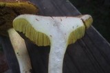Boletus subtomentosus image