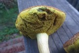 Boletus subtomentosus image
