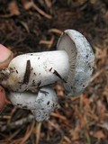 Hygrophorus caeruleus image