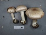 Agaricus hondensis image