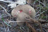 Boletus chrysenteron image