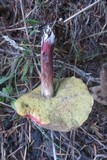 Boletus chrysenteron image