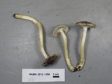 Hygrocybe lacmus image
