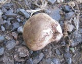 Scleroderma cepa image