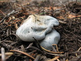 Hygrophorus caeruleus image