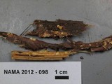 Sphaerobolus stellatus image