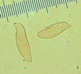Clavariadelphus sachalinensis image