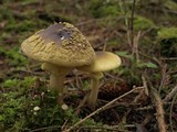 Amanita augusta image