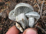 Hygrophorus caeruleus image