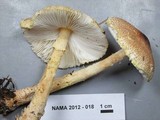 Lepiota magnispora image