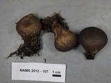 Lycoperdon umbrinum image