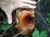 Royoporus badius image