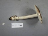 Amanita crassiputamen image