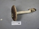 Amanita crassiputamen image