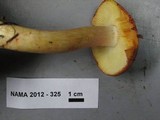 Tricholomopsis rutilans image