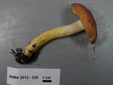 Tricholomopsis rutilans image