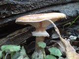 Armillaria gallica image