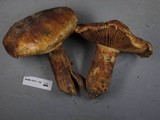 Cortinarius ponderosus image