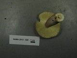 Russula pelargonia image