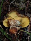 Boletinellus exiguus image
