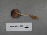 Pholiota terrestris image