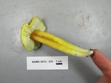 Hygrocybe virescens image