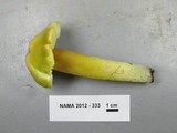 Hygrocybe virescens image