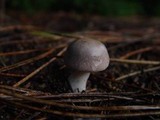 Image of Leucoagaricus carneifolius