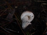Leucoagaricus carneifolius image