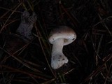 Leucoagaricus carneifolius image