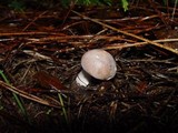 Leucoagaricus carneifolius image