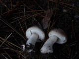 Leucoagaricus carneifolius image