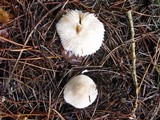 Leucoagaricus carneifolius image