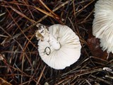 Leucoagaricus carneifolius image