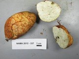 Rhizopogon occidentalis image
