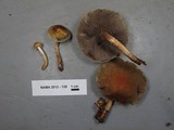 Hypholoma capnoides image