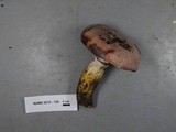 Gomphidius oregonensis image