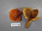 Hygrophoropsis aurantiaca image