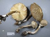 Chlorophyllum olivieri image