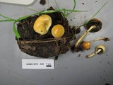 Protostropharia semiglobata image
