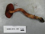 Cortinarius californicus image