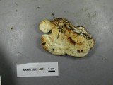 Postia fragilis image