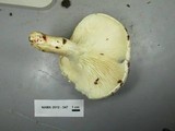 Pleurotus dryinus image