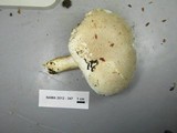 Pleurotus dryinus image