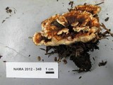 Hydnellum aurantiacum image