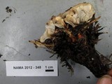 Hydnellum aurantiacum image
