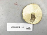 Tricholoma manzanitae image